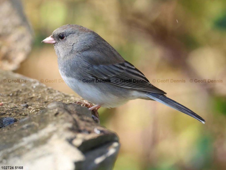 DEJU-BW_Dark-eyed-Junco