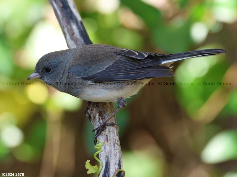 DEJU-BX_Dark-eyed-Junco