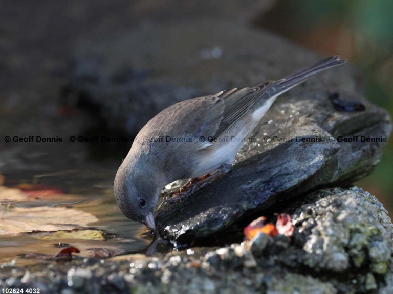 DEJU-BZ_Dark-eyed-Junco