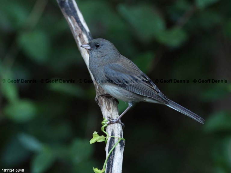 DEJU-CA_Dark-eyed-Junco