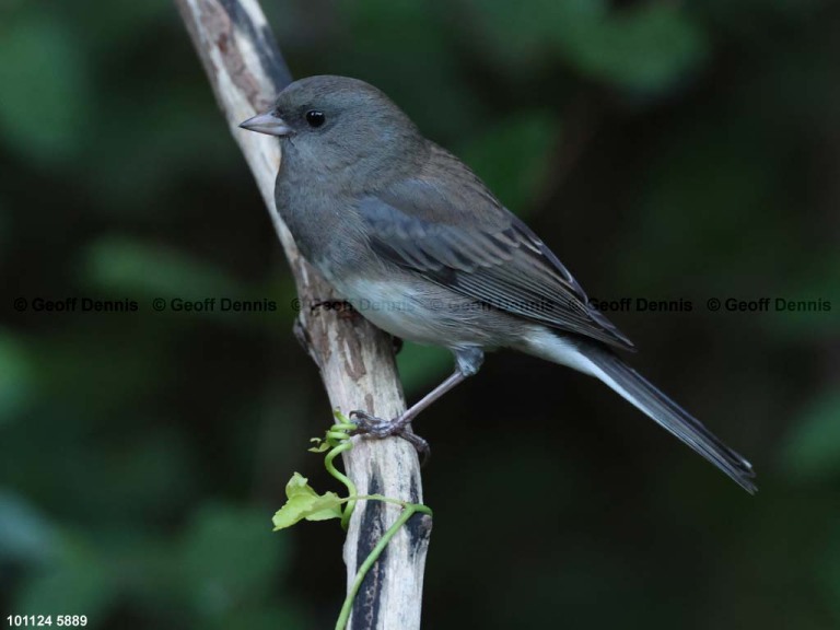 DEJU-CC_Dark-eyed-Junco