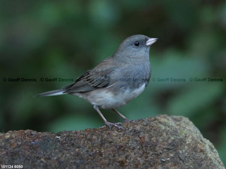 DEJU-CD_Dark-eyed-Junco