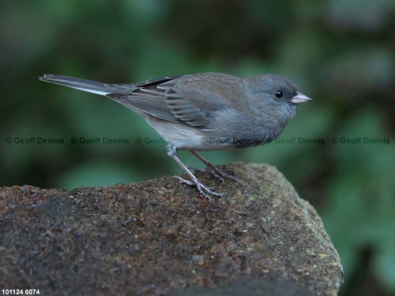 DEJU-CE_Dark-eyed-Junco