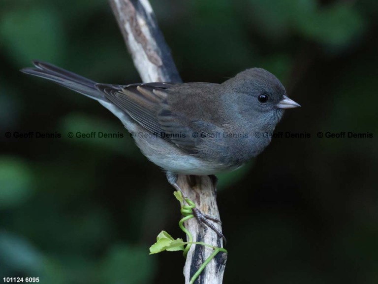 DEJU-CG_Dark-eyed-Junco