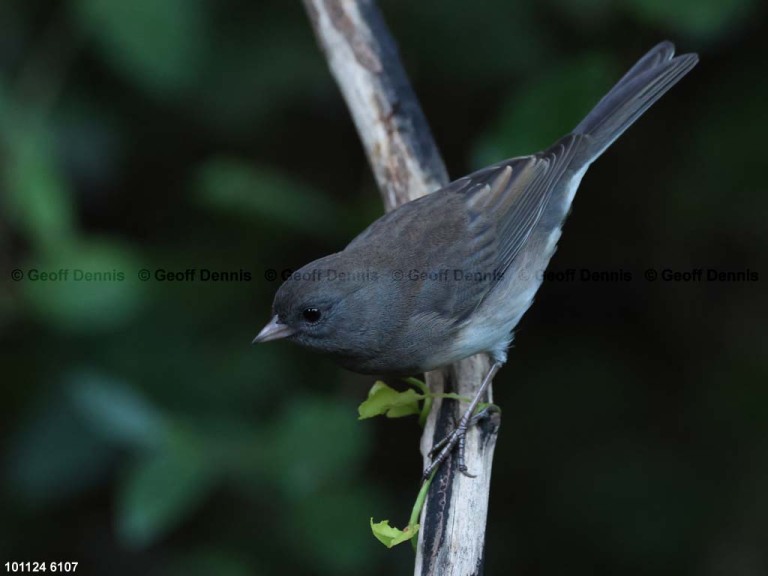 DEJU-CH_Dark-eyed-Junco