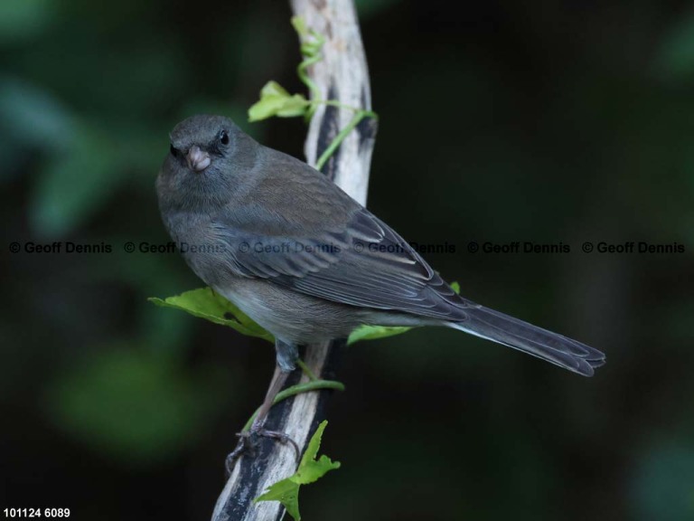 DEJU-CI_Dark-eyed-Junco