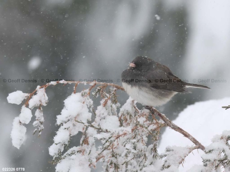 DEJU-CJ_Dark-eyed-Junco