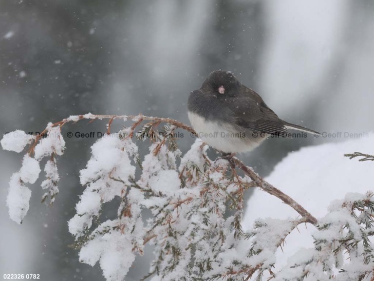 DEJU-CK_Dark-eyed-Junco