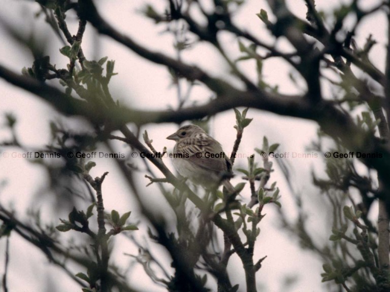 DICK-AA_Dickcissel