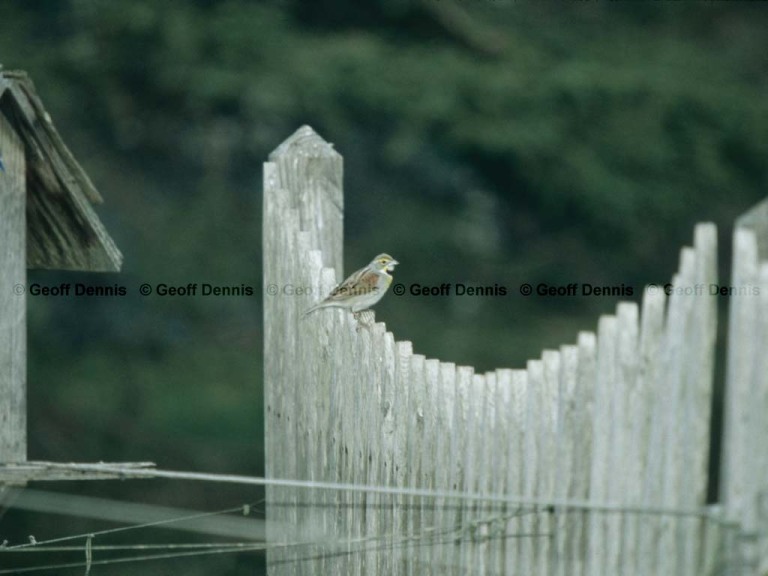 DICK-AB_Dickcissel