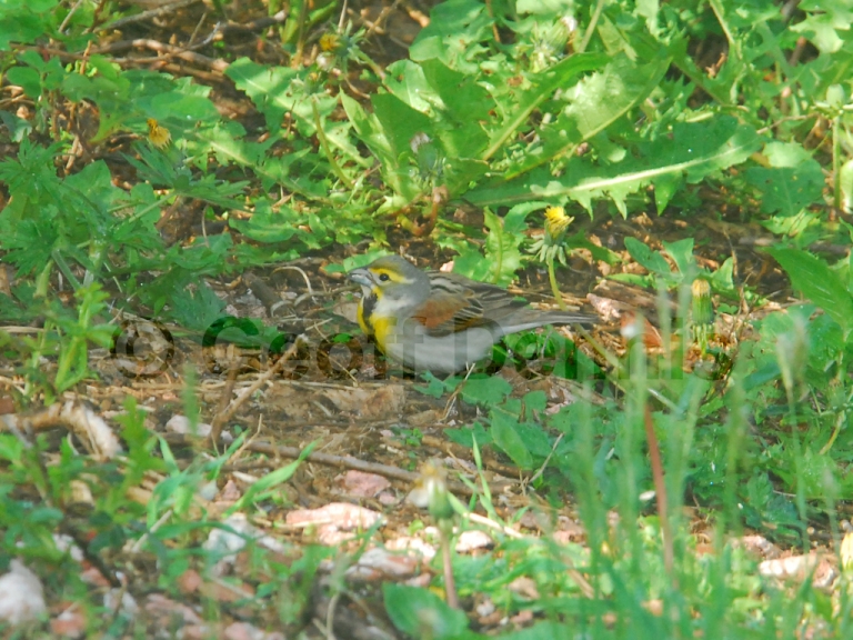 DICK-AC_Dickcissel