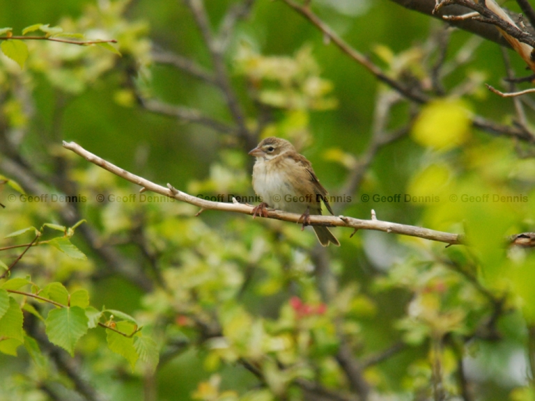 DICK-AD_Dickcissel