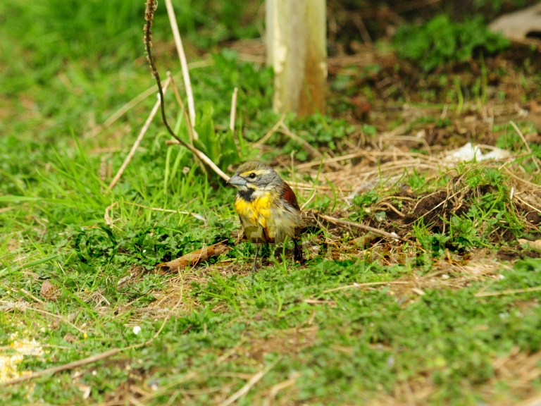 DICK-AE_Dickcissel