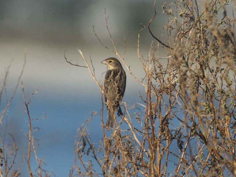 DICK-AF_Dickcissel