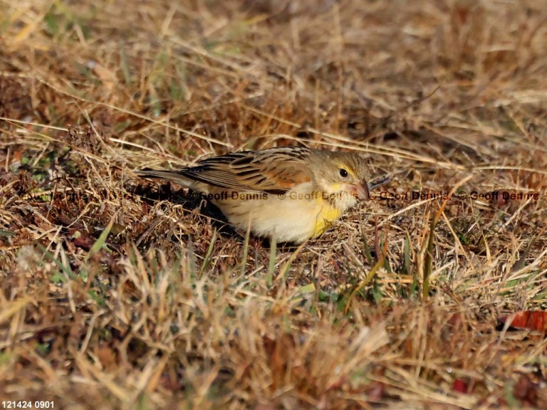 DICK-AH_Dickcissel