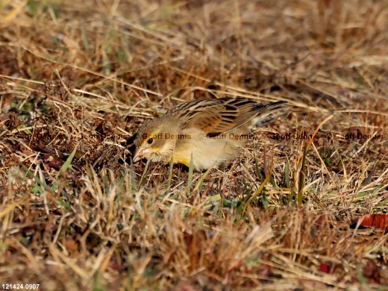 DICK-AI_Dickcissel