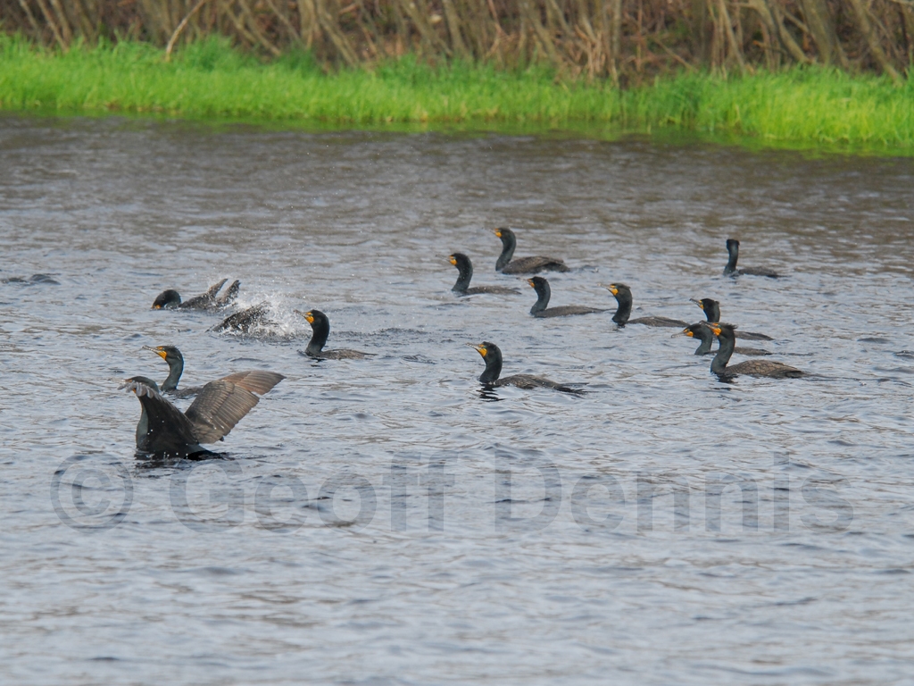DCCO-AA_Double-crested-Cormorant