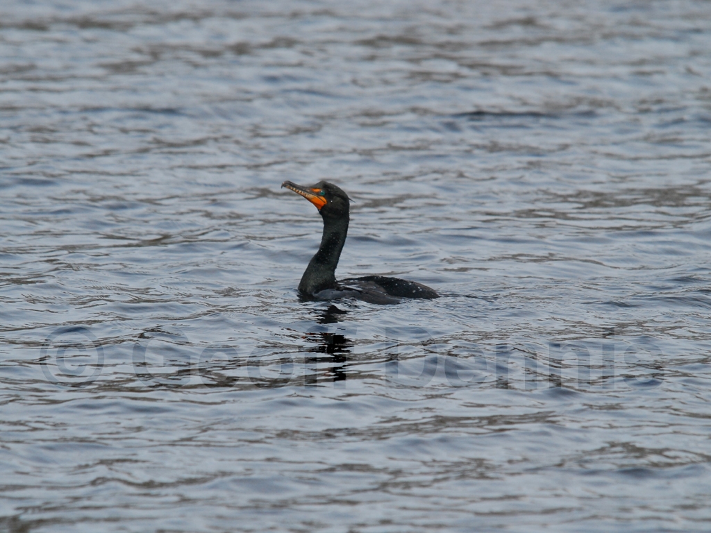 DCCO-AB_Double-crested-Cormorant