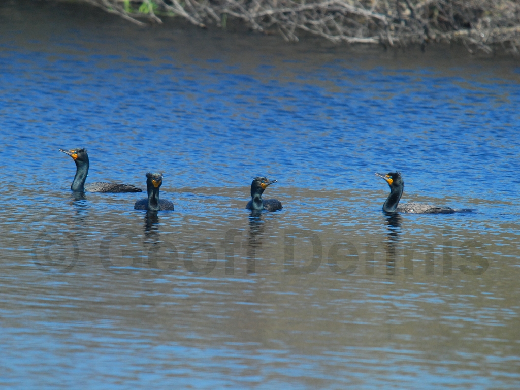 DCCO-AC_Double-crested-Cormorant