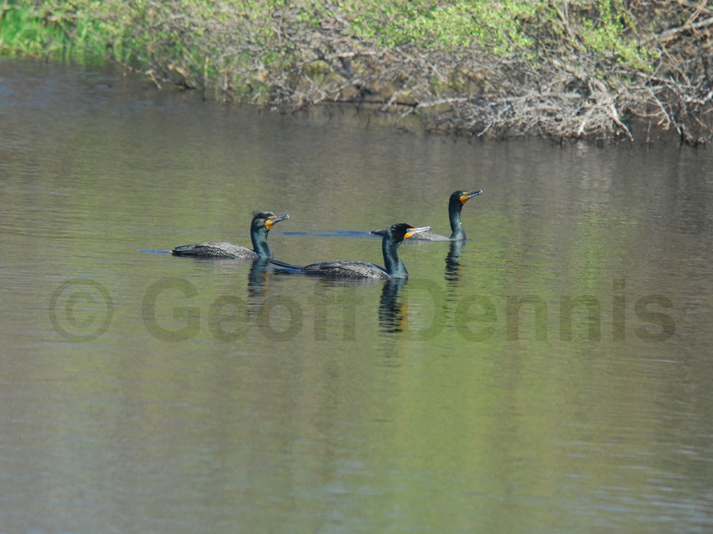 DCCO-AD_Double-crested-Cormorant