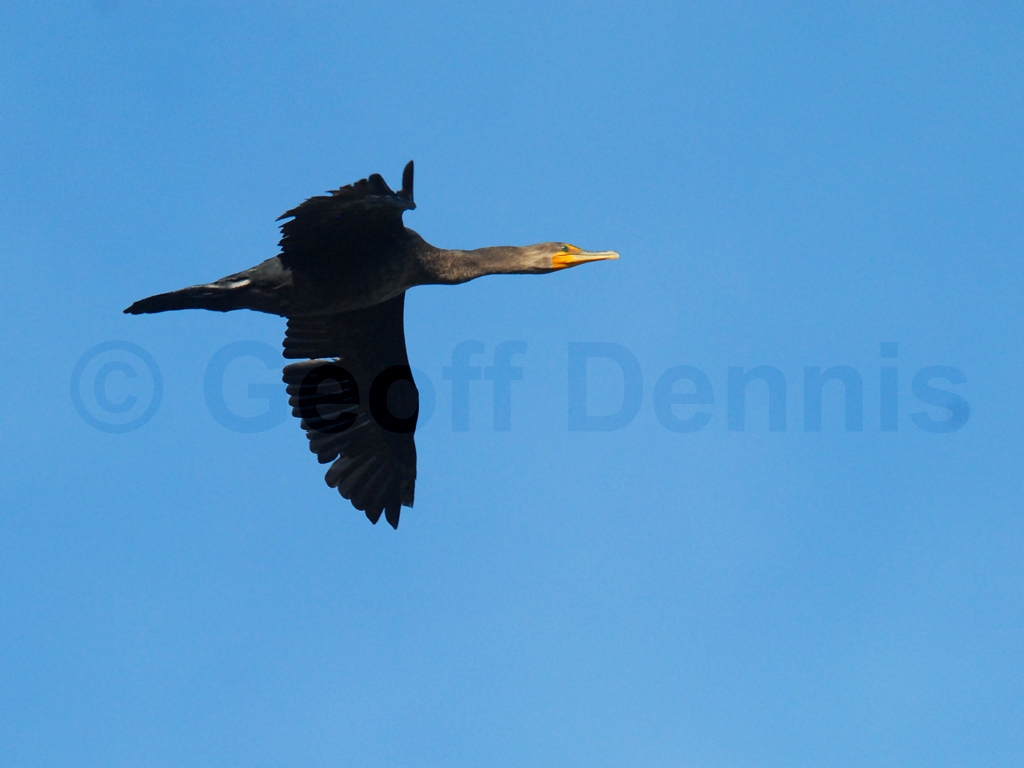 DCCO-AE_Double-crested-Cormorant