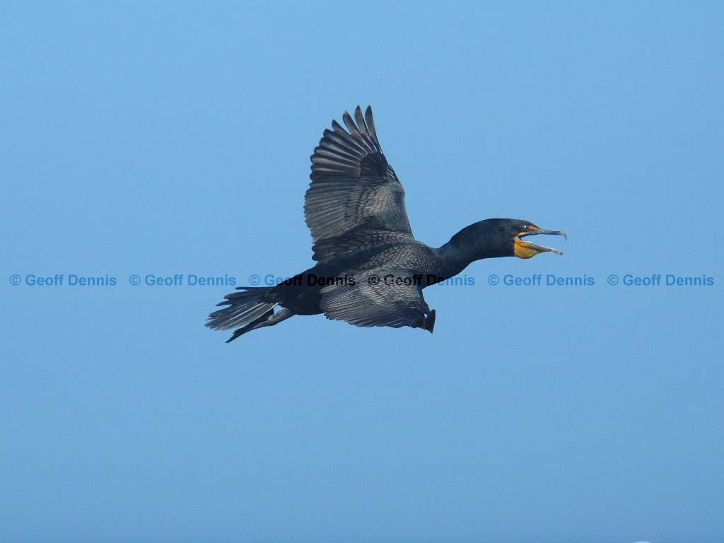 DCCO-AF_Double-crested-Cormorant