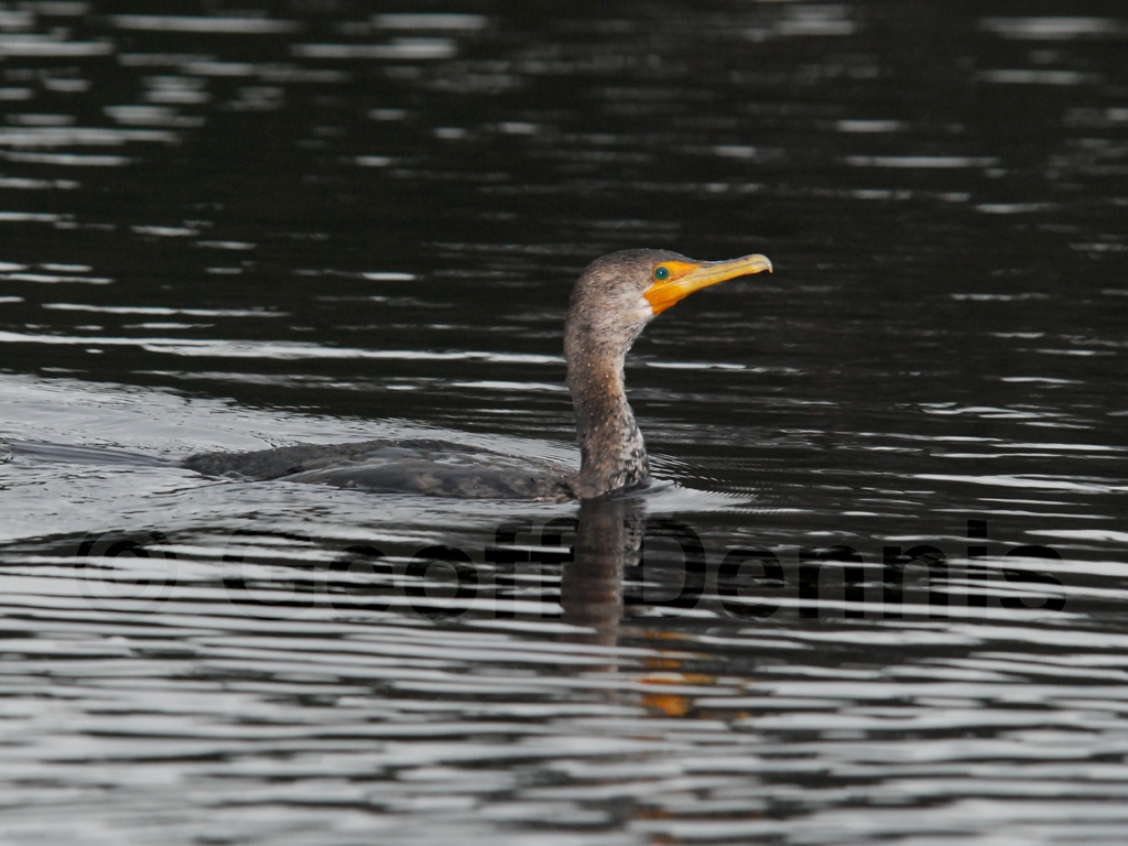 DCCO-AL_Double-crested-Cormorant