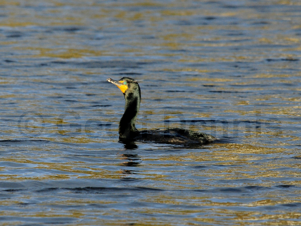DCCO-AM_Double-crested-Cormorant
