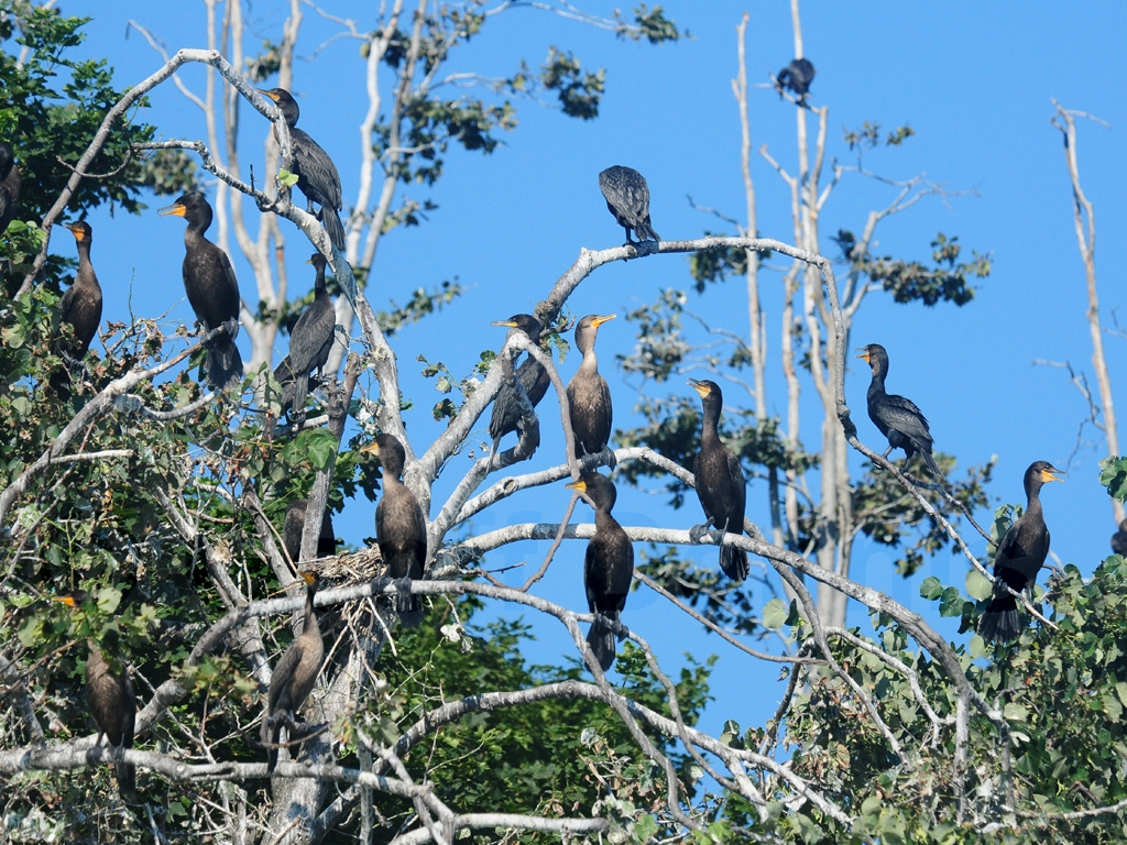 DCCO-AR_Double-crested-Cormorant