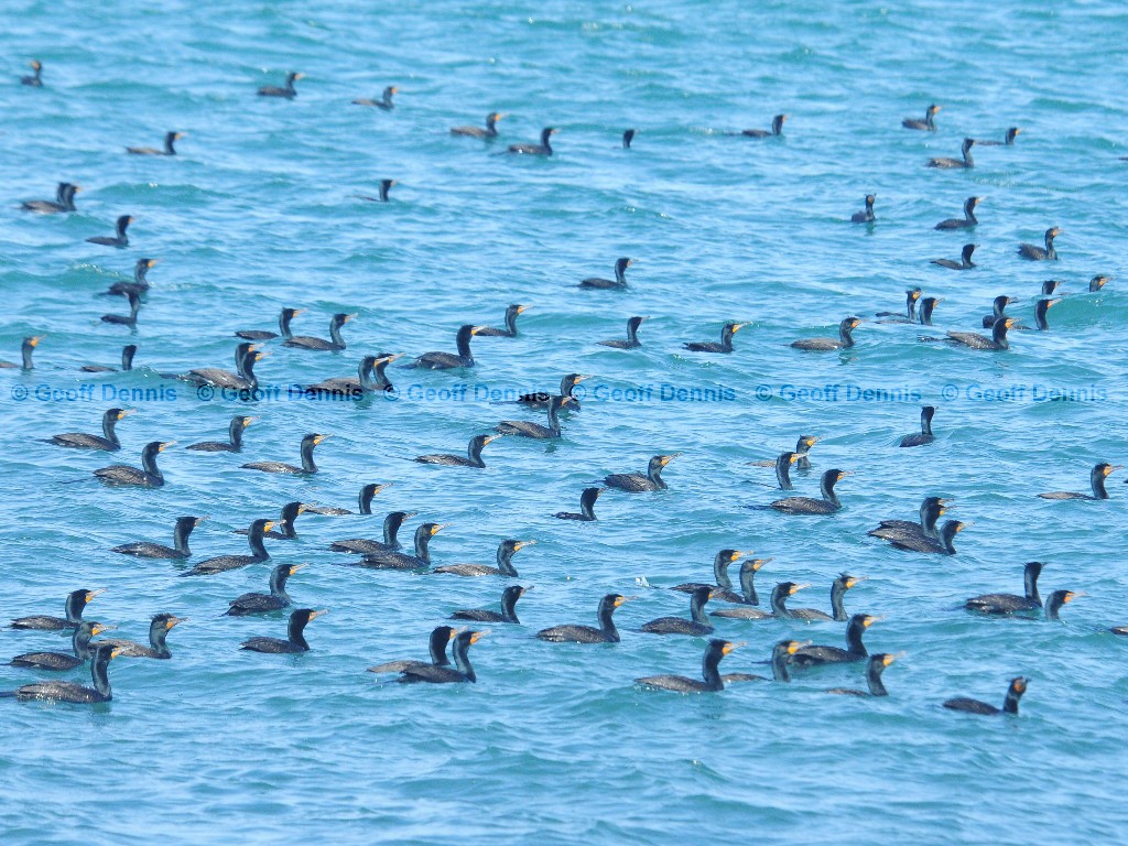 DCCO-AT_Double-crested-Cormorant