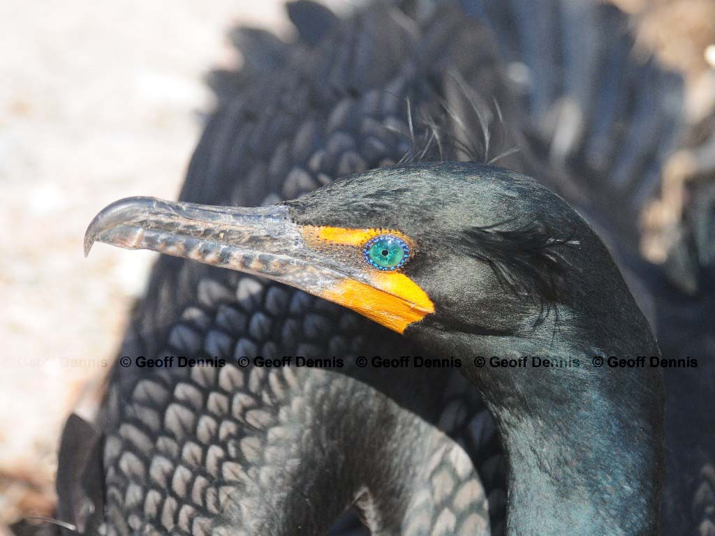 DCCO-AW_Double-crested-Cormorant