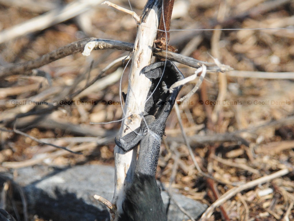 DCCO-AY_Double-crested-Cormorant