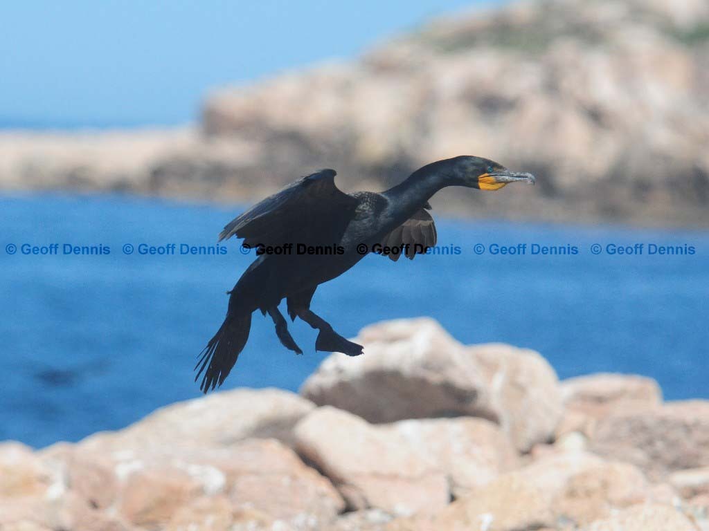 DCCO-BA_Double-crested-Cormorant