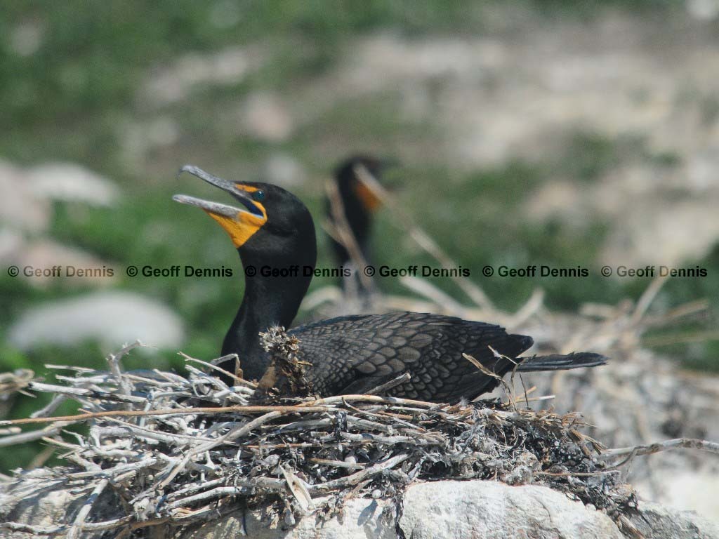 DCCO-BB_Double-crested-Cormorant