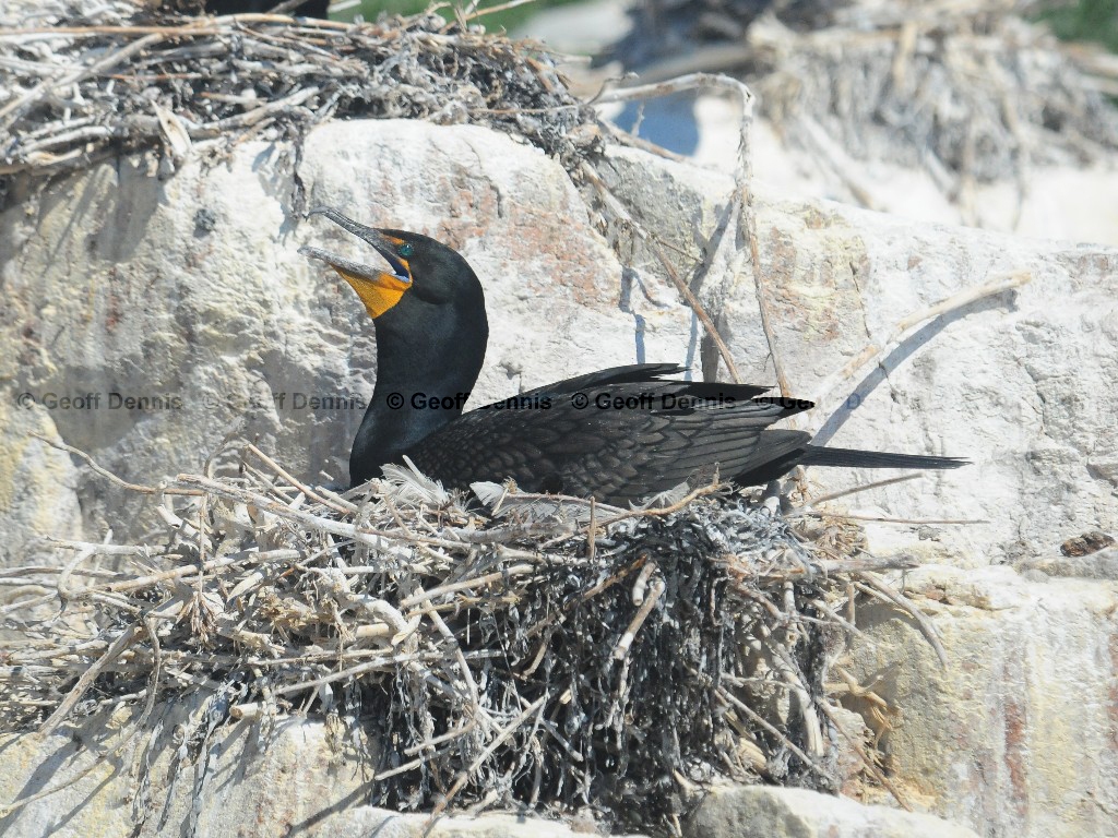 DCCO-BC_Double-crested-Cormorant
