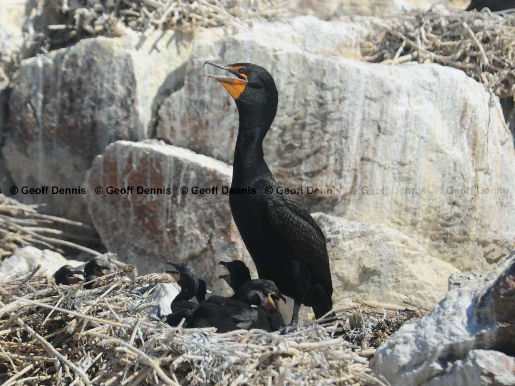 DCCO-BD_Double-crested-Cormorant