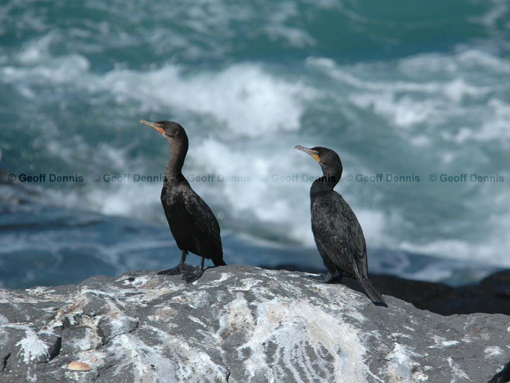 DCCO-BF_Double-crested-Cormorant