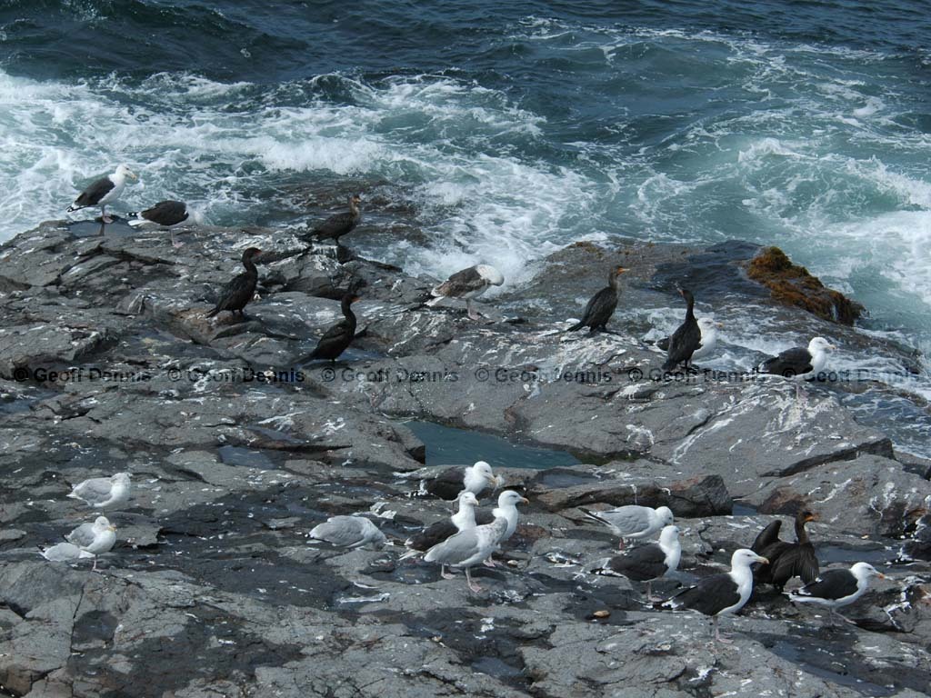 DCCO-BG_Double-crested-Cormorant