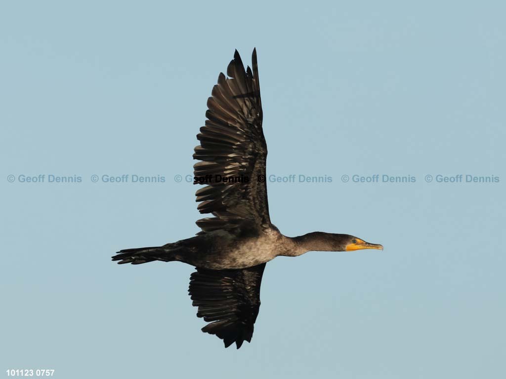 DCCO-BH_Double-crested-Cormorant
