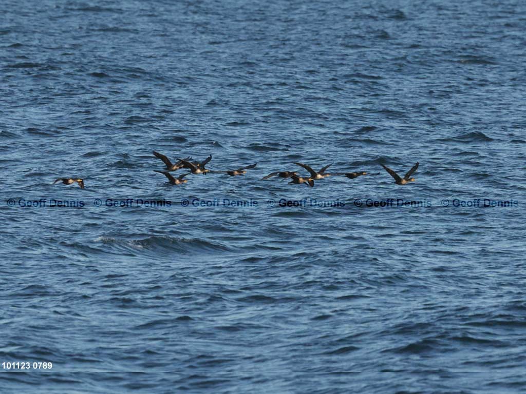 DCCO-BI_Double-crested-Cormorant