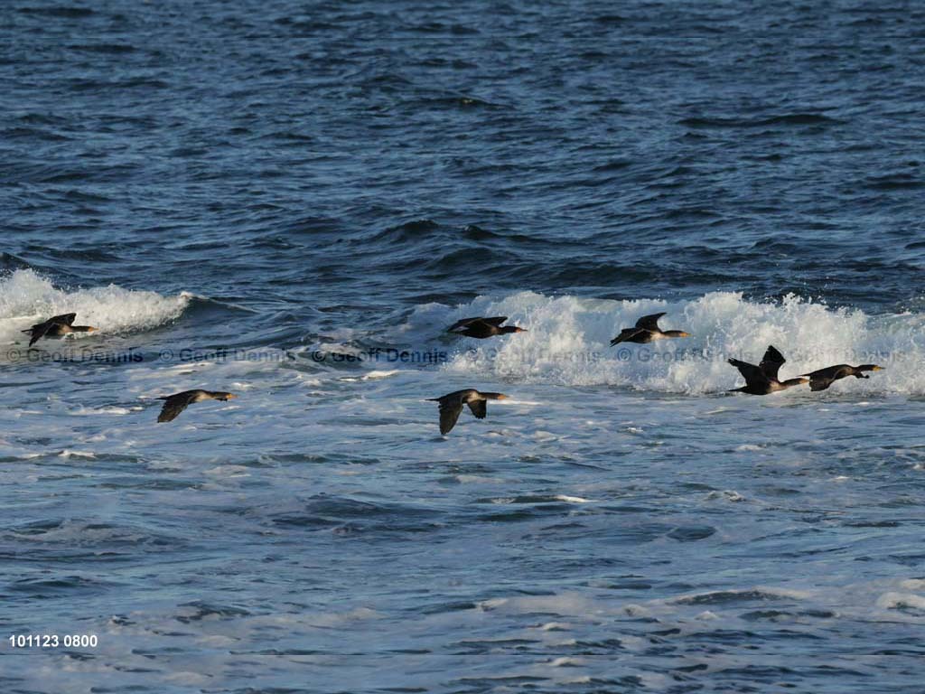DCCO-BK_Double-crested-Cormorant