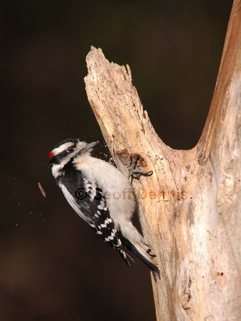 DOWO-AA_Downy-Woodpecker