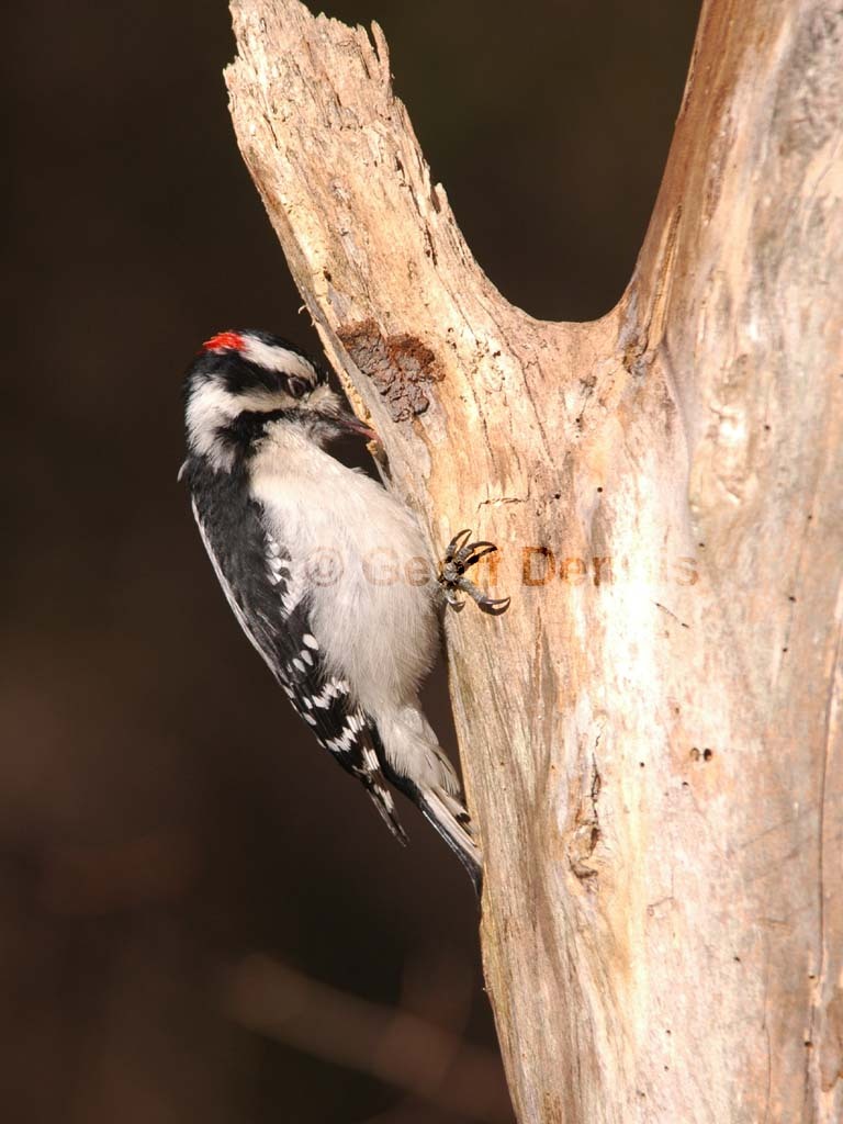 DOWO-AB_Downy-Woodpecker