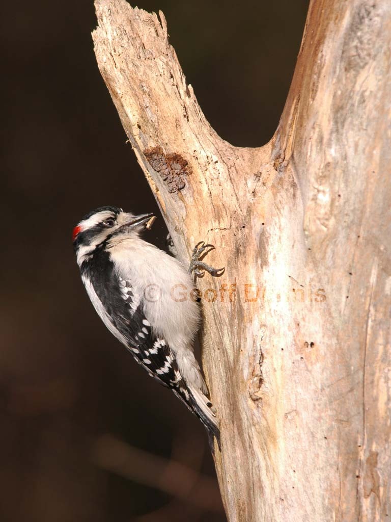 DOWO-AC_Downy-Woodpecker