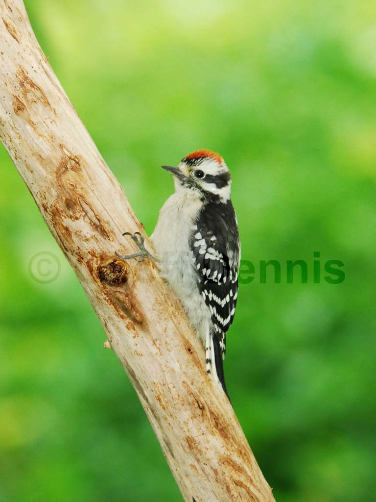 DOWO-AD_Downy-Woodpecker
