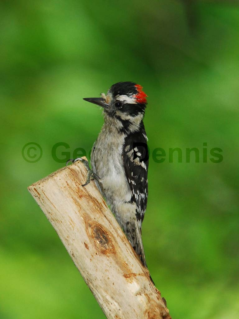 DOWO-AE_Downy-Woodpecker