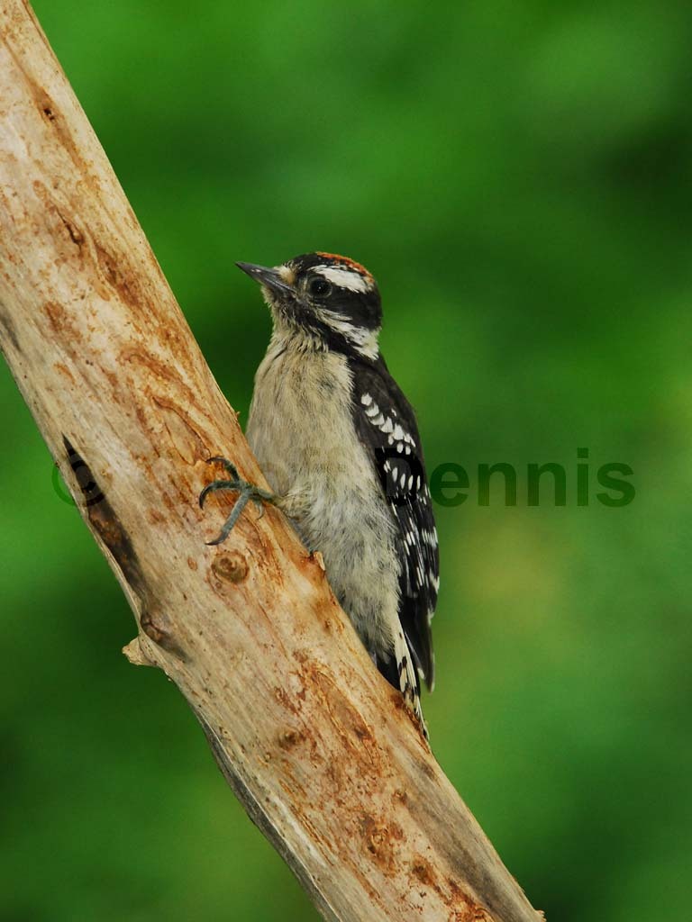 DOWO-AF_Downy-Woodpecker