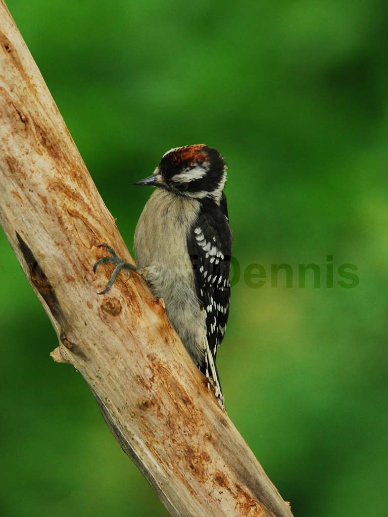 DOWO-AG_Downy-Woodpecker