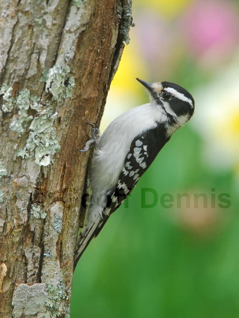 DOWO-AH_Downy-Woodpecker