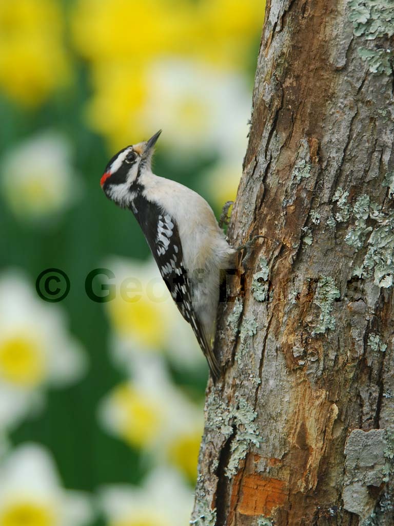 DOWO-AI_Downy-Woodpecker